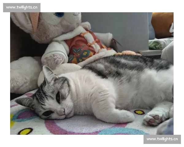 《猫咪赛场风云：探索比赛猫背后的训练与成长历程》